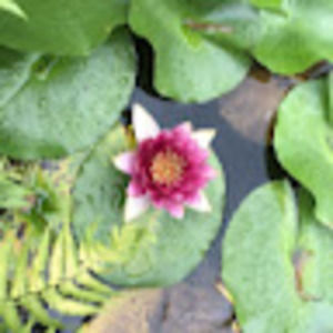 Meet your Posher, Itze